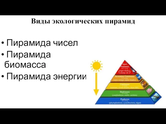 Виды экологических пирамид Пирамида чисел Пирамида биомасса Пирамида энергии