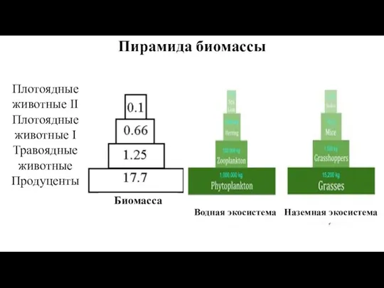 Пирамида биомассы Биомасса Плотоядные животные II Плотоядные животные I Травоядные животные Продуценты Водная экосистема Наземная экосистема