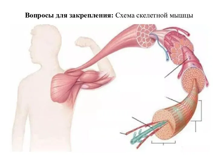 Вопросы для закрепления: Схема скелетной мышцы