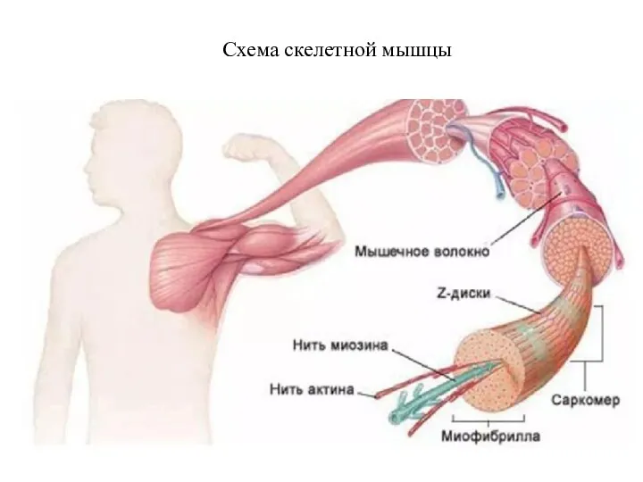 Схема скелетной мышцы
