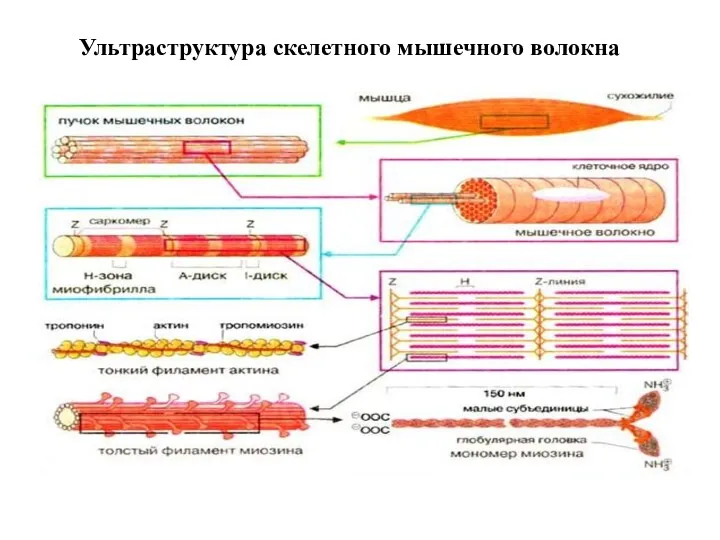 Ультраструктура скелетного мышечного волокна