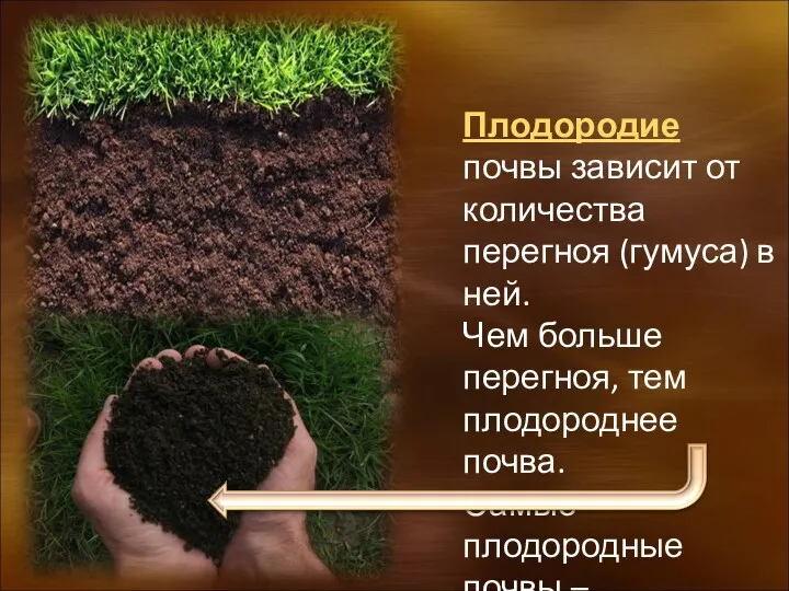 Плодородие почвы зависит от количества перегноя (гумуса) в ней. Чем больше перегноя, тем