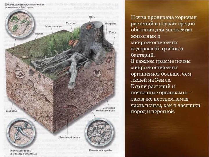 Почва пронизана корнями растений и служит средой обитания для множества