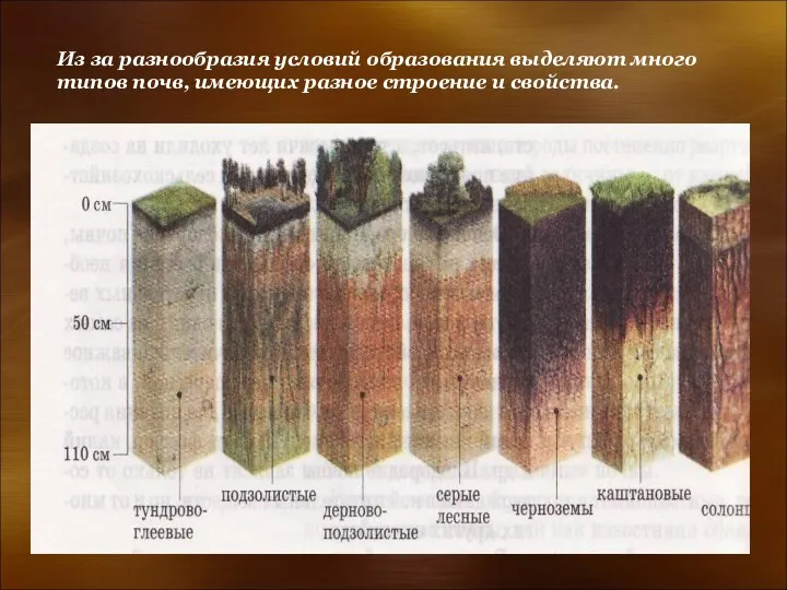 Из за разнообразия условий образования выделяют много типов почв, имеющих разное строение и свойства.