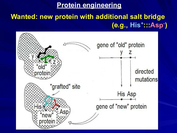 Protein engineering Wanted: new protein with additional salt bridge (e.g., His+:::Asp-)