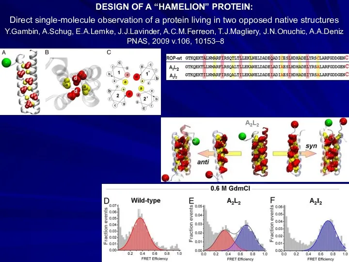 DESIGN OF A “HAMELION” PROTEIN: Direct single-molecule observation of a