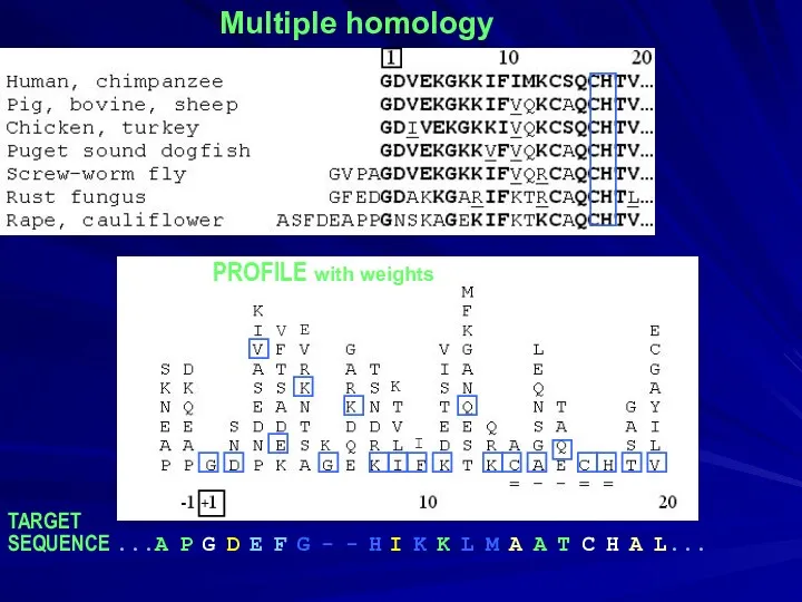 Multiple homology PROFILE with weights TARGET SEQUENCE ...A P G