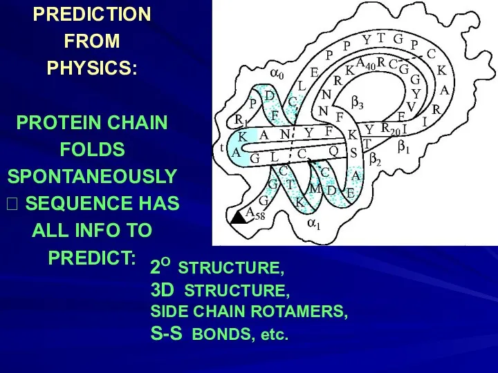 PREDICTION FROM PHYSICS: PROTEIN CHAIN FOLDS SPONTANEOUSLY ? SEQUENCE HAS