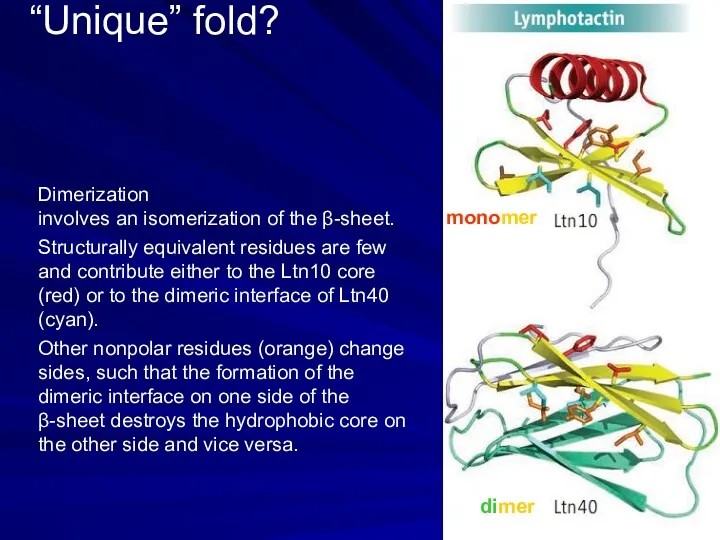 “Unique” fold? monomer dimer Dimerization involves an isomerization of the
