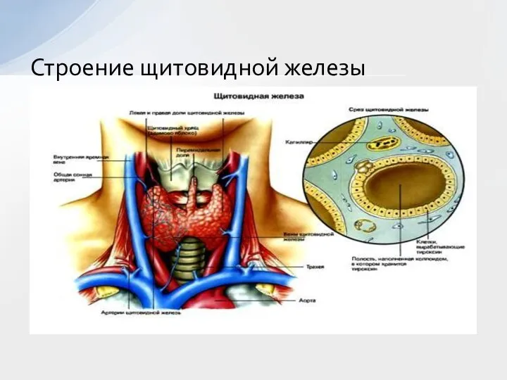 Строение щитовидной железы
