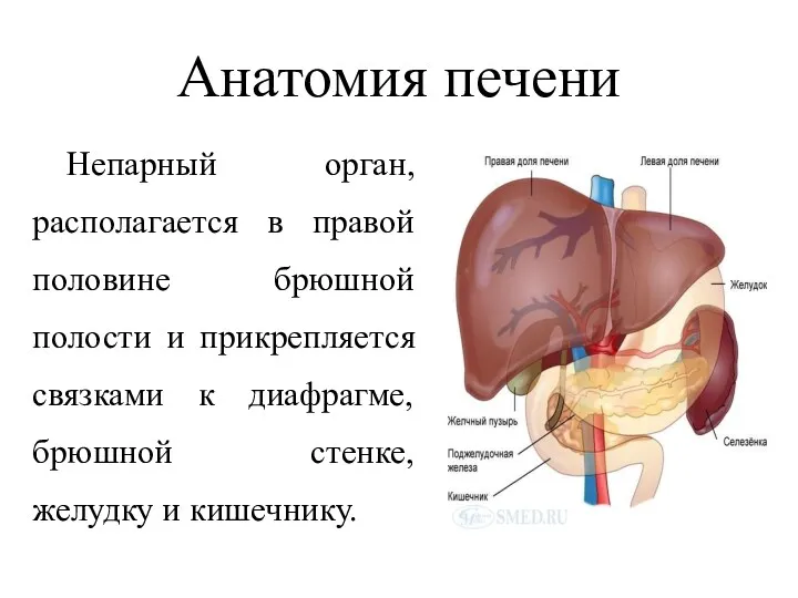 Анатомия печени Непарный орган, располагается в правой половине брюшной полости и прикрепляется связками