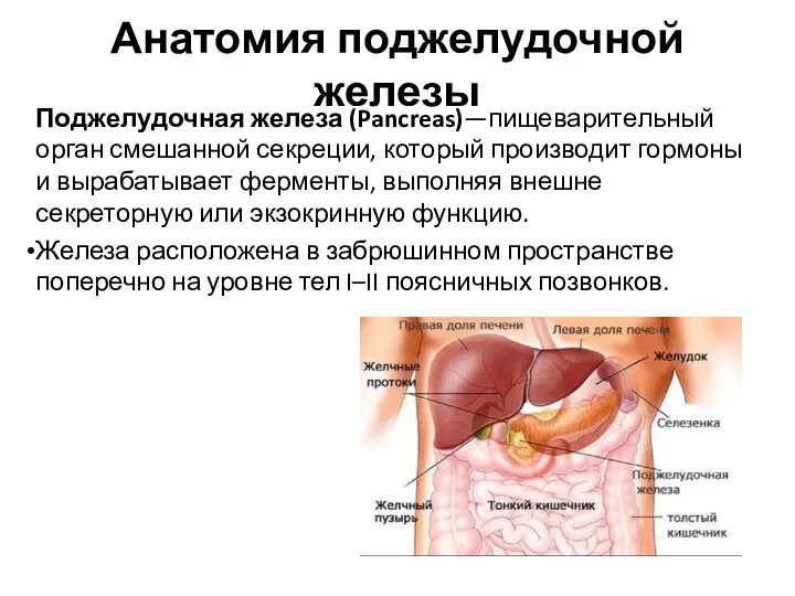 Анатомия поджелудочной железы Поджелудочная железа (Pancreas)—пищеварительный орган смешанной секреции, который производит гормоны и