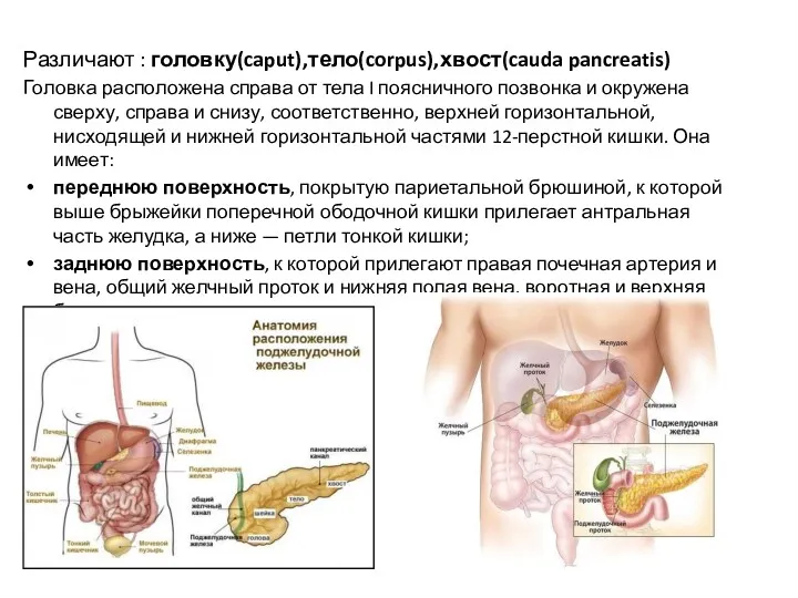 Различают : головку(caput),тело(corpus),хвост(cauda pancreatis) Головка расположена справа от тела I