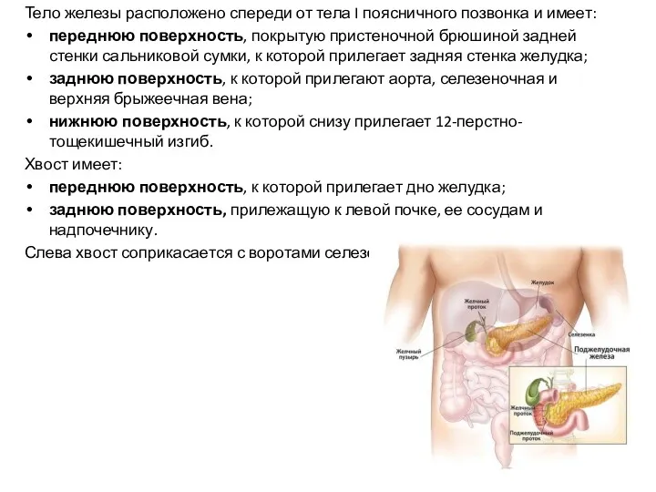 Тело железы расположено спереди от тела I поясничного позвонка и