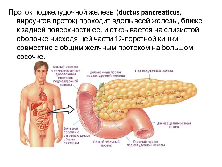 Проток поджелудочной железы (ductus pancreaticus, вирсунгов проток) проходит вдоль всей железы, ближе к