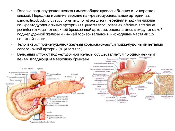 Головка поджелудочной железы имеет общее кровоснабжение с 12-перстной кишкой. Передние