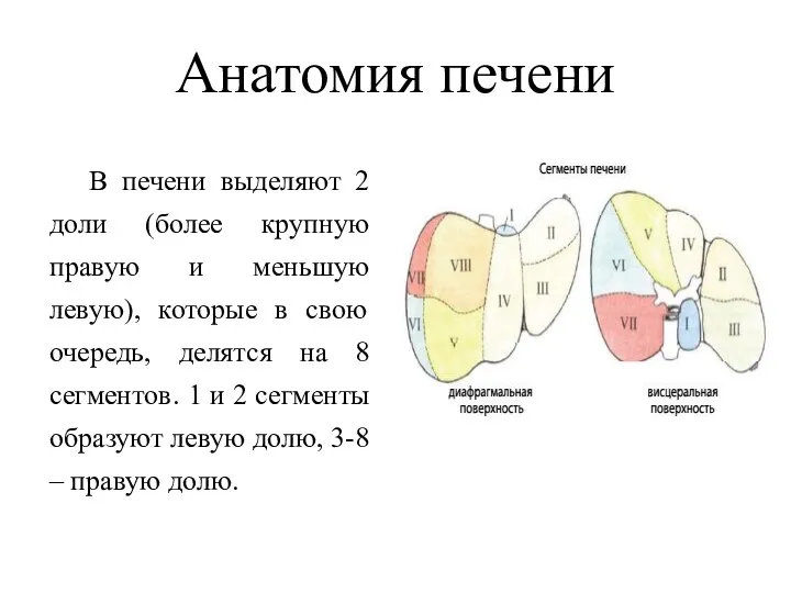 Анатомия печени В печени выделяют 2 доли (более крупную правую и меньшую левую),