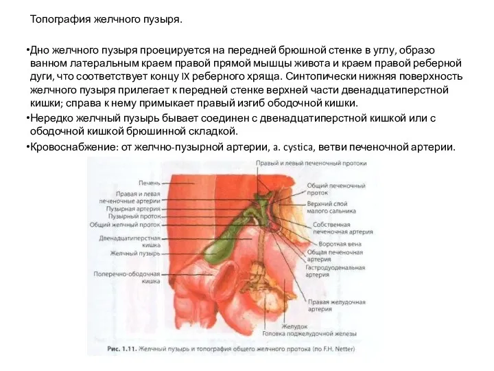 Топография желчного пузыря. Дно желчного пузыря проецируется на пе­редней брюшной