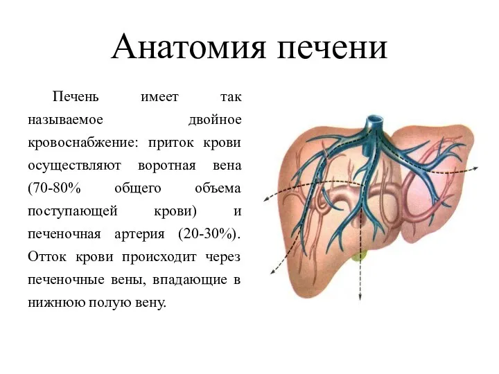 Анатомия печени Печень имеет так называемое двойное кровоснабжение: приток крови