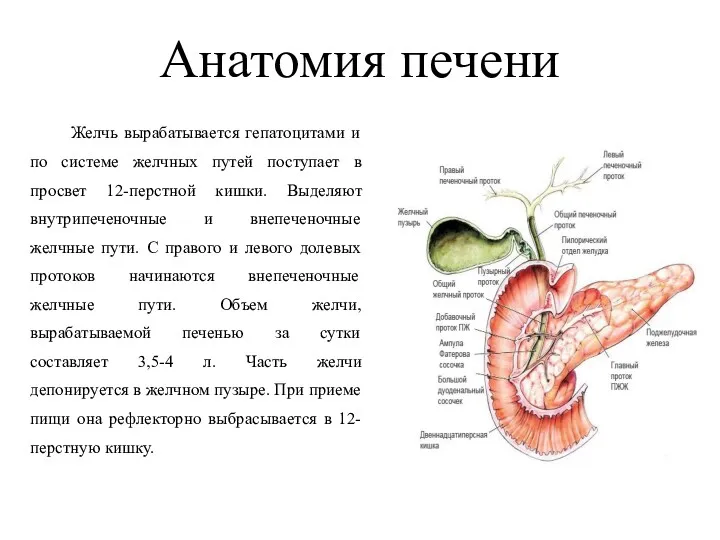 Анатомия печени Желчь вырабатывается гепатоцитами и по системе желчных путей поступает в просвет