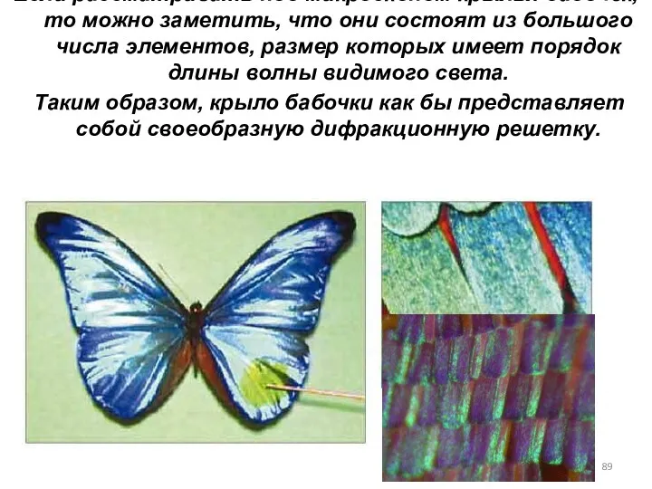 Если рассматривать под микроскопом крылья бабочек, то можно заметить, что
