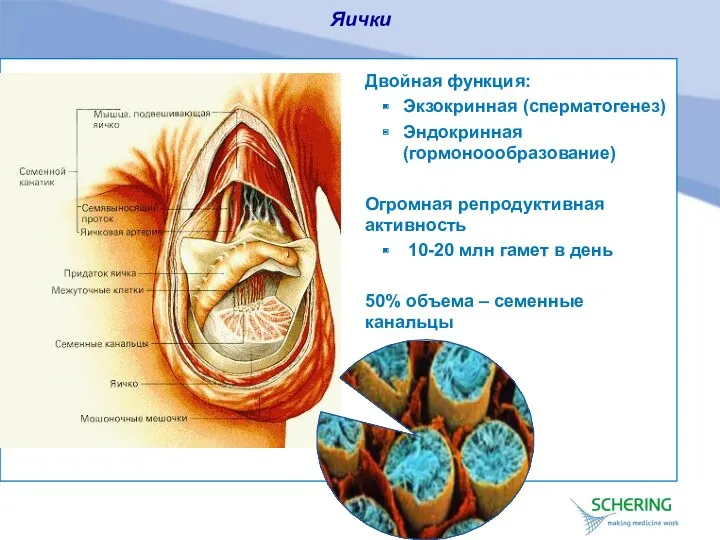 Яички Двойная функция: Экзокринная (сперматогенез) Эндокринная (гормоноообразование) Огромная репродуктивная активность