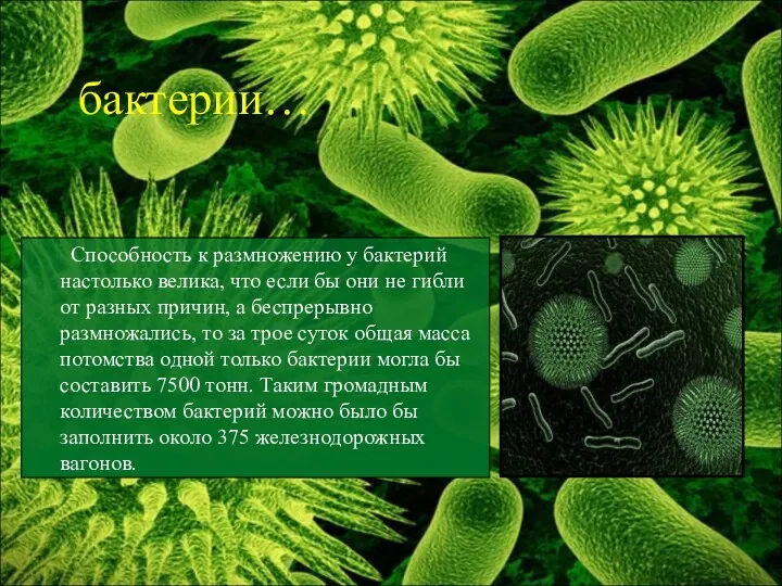 Способность к размножению у бактерий настолько велика, что если бы