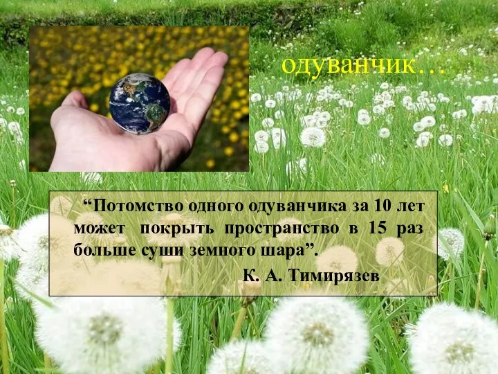 “Потомство одного одуванчика за 10 лет может покрыть пространство в