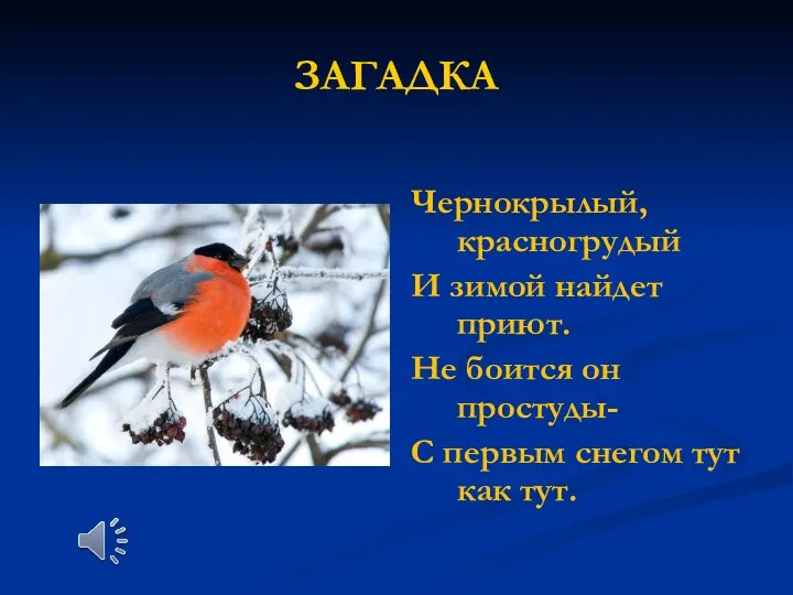 ЗАГАДКА Чернокрылый, красногрудый И зимой найдет приют. Не боится он