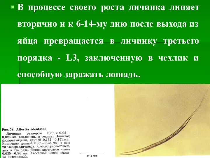 В процессе своего роста личинка линяет вторично и к 6-14-му