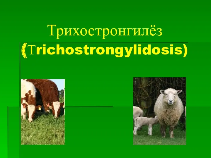 Трихостронгилёз (Тrichostrongylidosis)