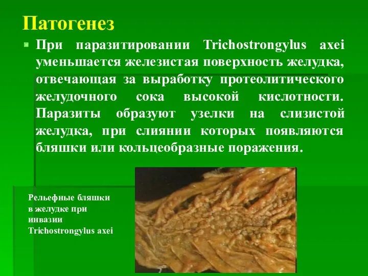 Патогенез При паразитировании Trichostrongylus axei уменьшается железистая поверхность желудка, отвечающая