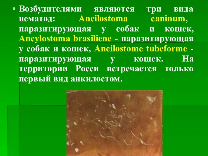 Возбудителями являются три вида нематод: Ancilostoma caninum, паразитирующая у собак