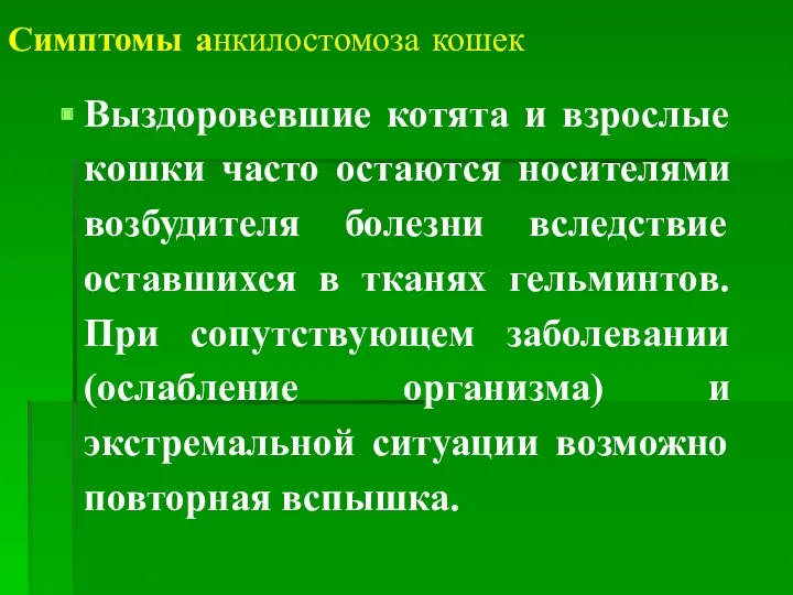 Симптомы анкилостомоза кошек Выздоровевшие котята и взрослые кошки часто остаются