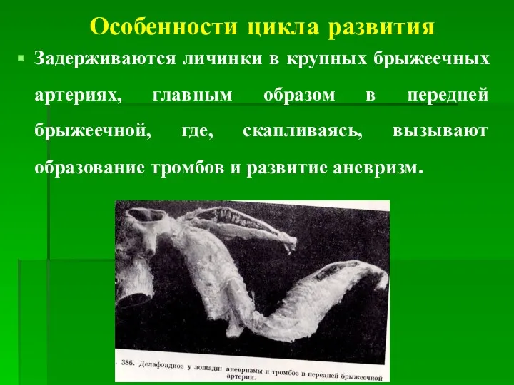 Особенности цикла развития Задерживаются личинки в крупных брыжеечных артериях, главным