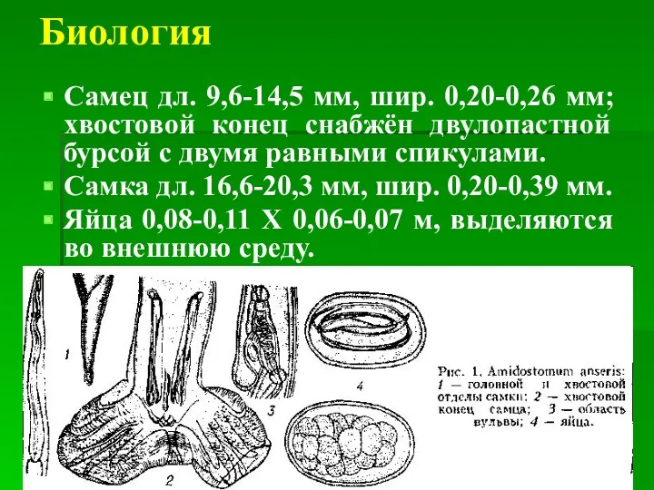 Биология Самец дл. 9,6-14,5 мм, шир. 0,20-0,26 мм; хвостовой конец