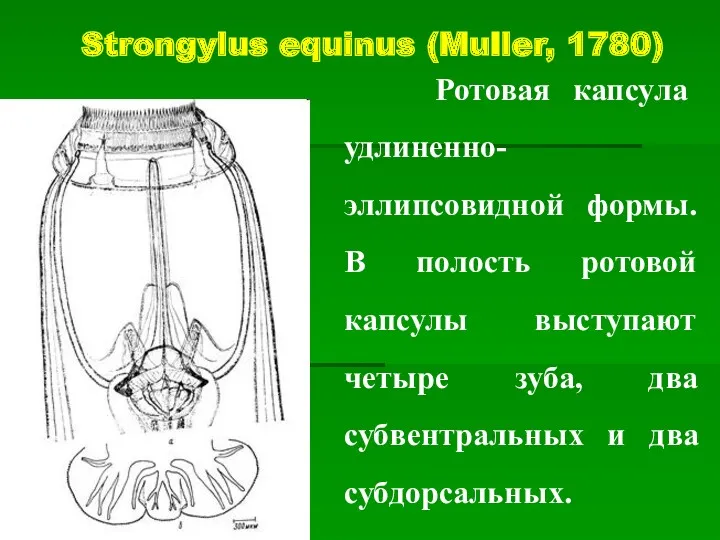 Strongylus equinus (Muller, 1780) Ротовая капсула удлиненно-эллипсовидной формы. В полость