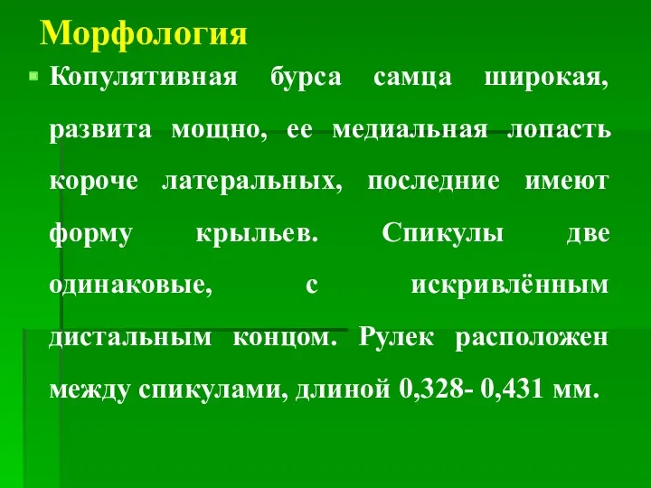 Морфология Копулятивная бурса самца широкая, развита мощно, ее медиальная лопасть