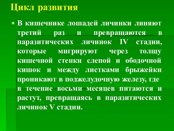 Цикл развития В кишечнике лошадей личинки линяют третий раз и