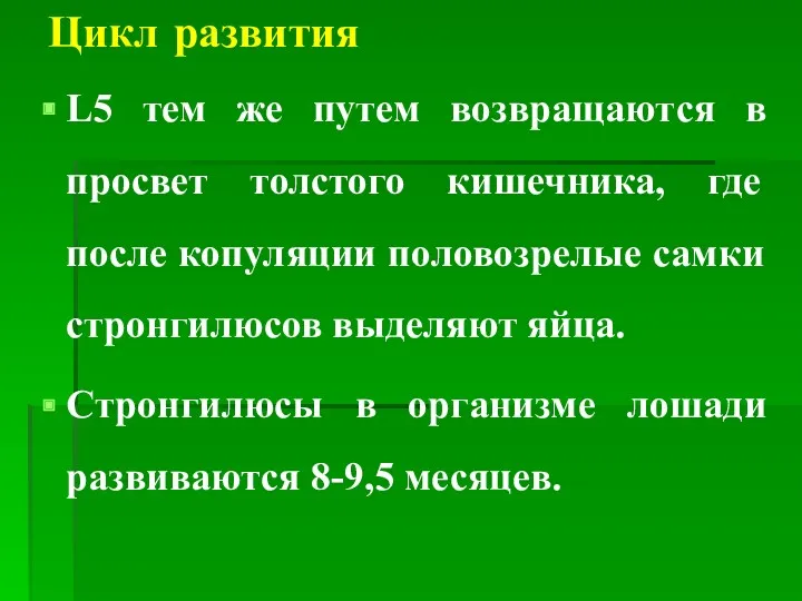 Цикл развития L5 тем же путем возвращаются в просвет толстого