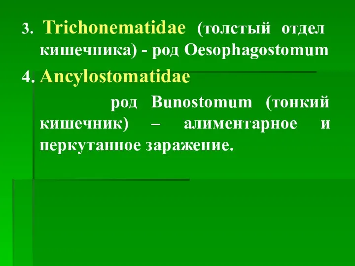 3. Trichonematidae (толстый отдел кишечника) - род Oesophagostomum 4. Ancylostomatidae