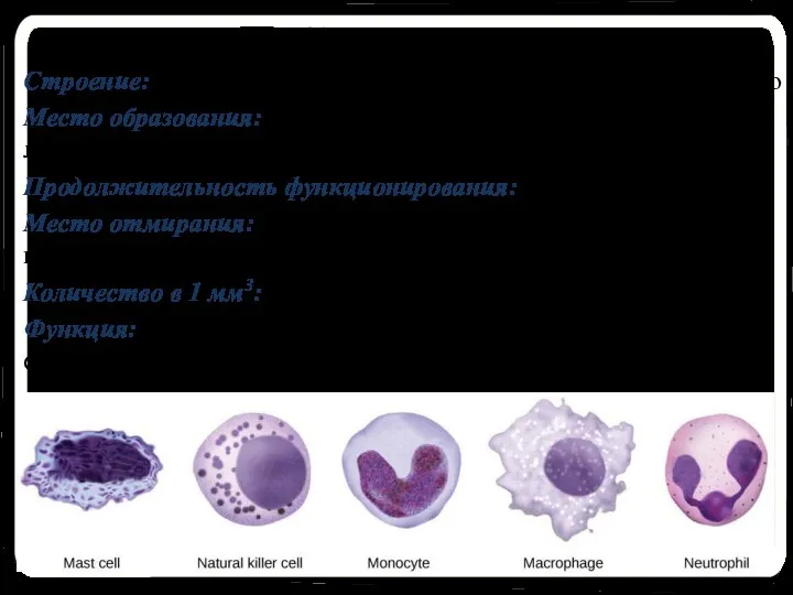Лейкоциты Строение: Белые кровяные амебообразные клетки, имеющие ядро Место образования: