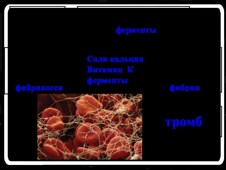 Травма сосуда Тромбоциты выделяют ферменты Растворимый белок плазмы крови фибриноген