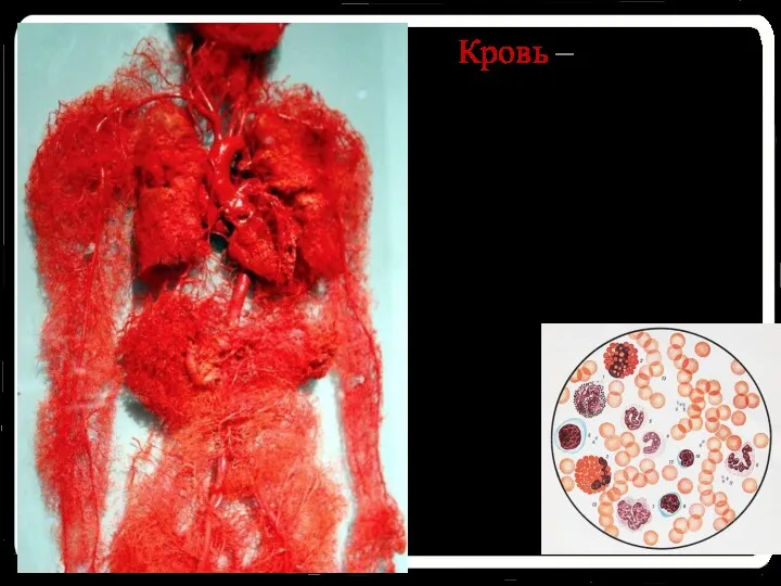 Кровь – это особый вид соединительной ткани, клетки расположены далеко друг от друга, много межклеточного вещества.
