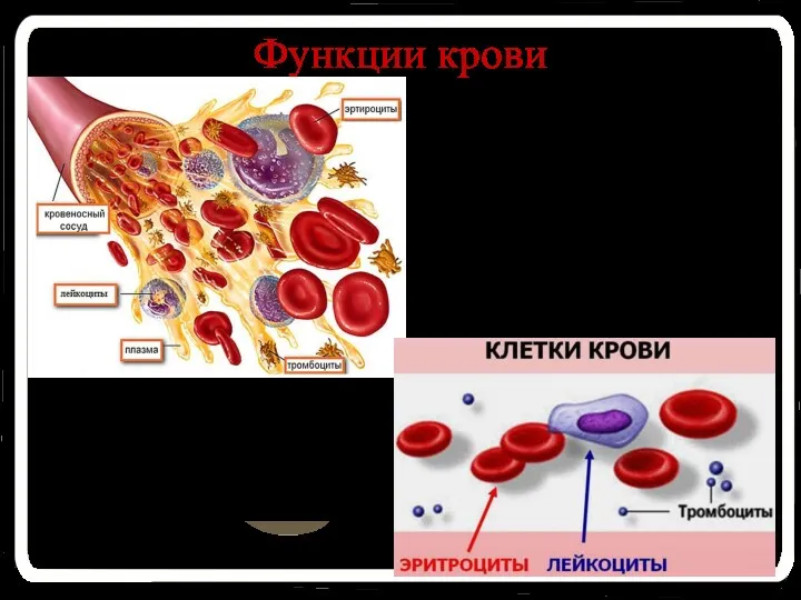 Функции крови Взаимосвязь всех органов организма в целом с внешней средой; Питательная; Выделительная; Защитная; Регуляторная (гомеостатическая)