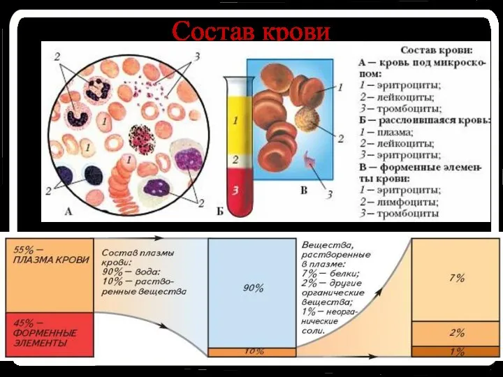 Состав крови