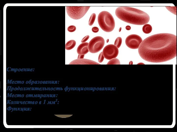 Эритроциты Строение: Красные безъядерные клетки крови двояковогнутой формы, содержащие белок-