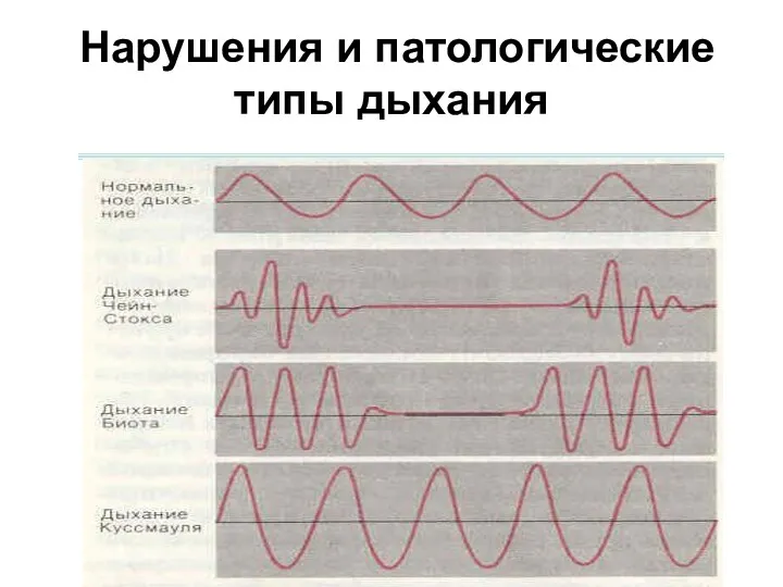 Нарушения и патологические типы дыхания