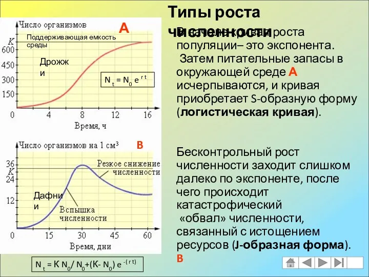 В начале кривая роста популяции– это экспонента. Затем питательные запасы