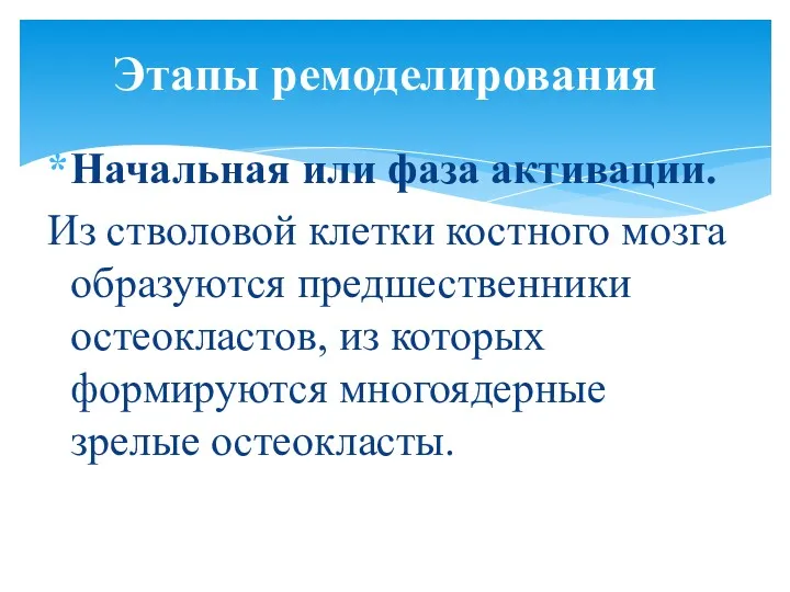 Начальная или фаза активации. Из стволовой клетки костного мозга образуются